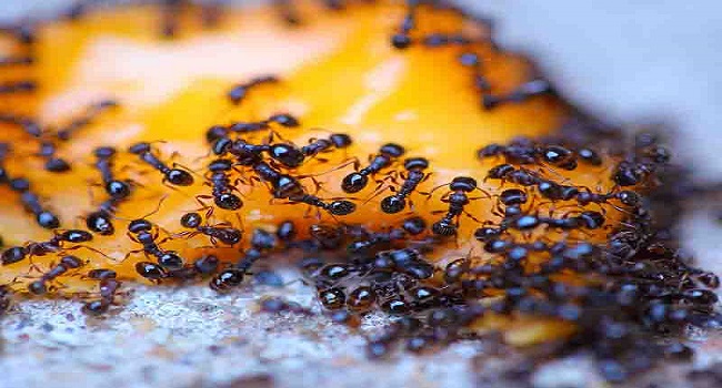 Professional Ant Control Adelaide