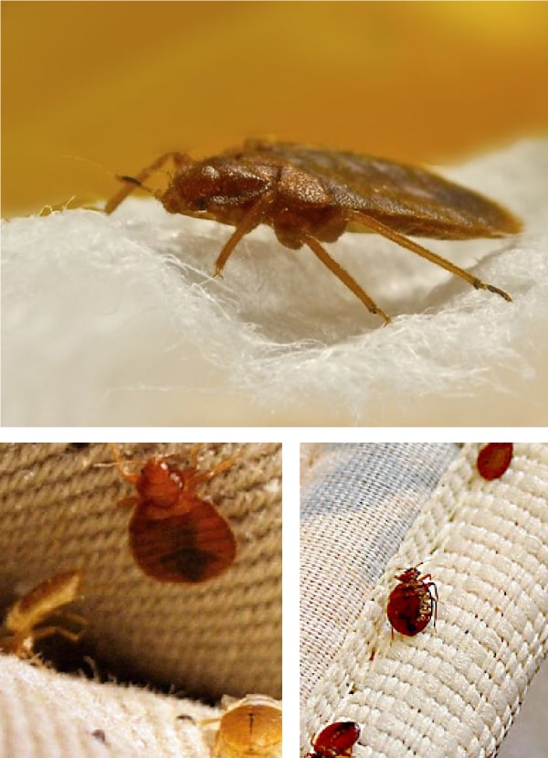 bed bug control adelaide