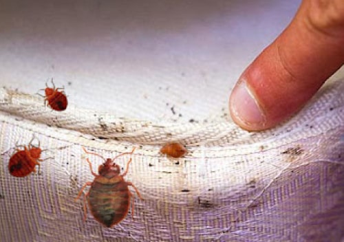 bed bug control services in adelaide