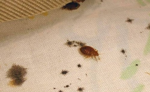 best bed bug control adelaide