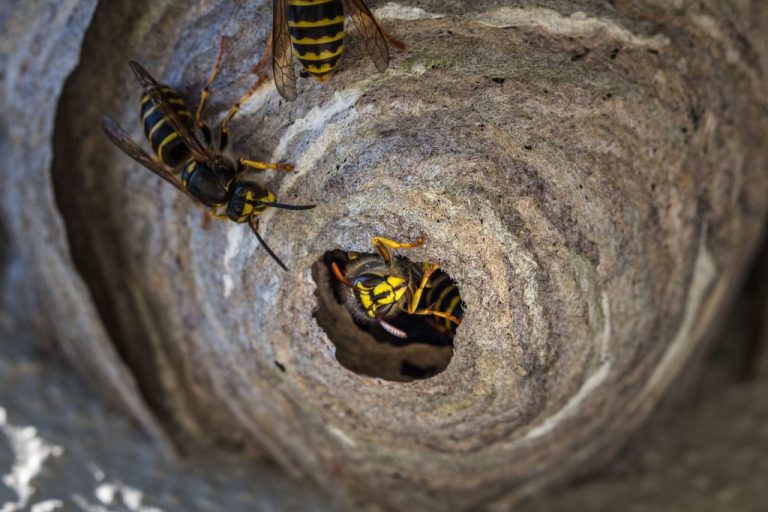What Are Signs Of Wasps In Your Home
